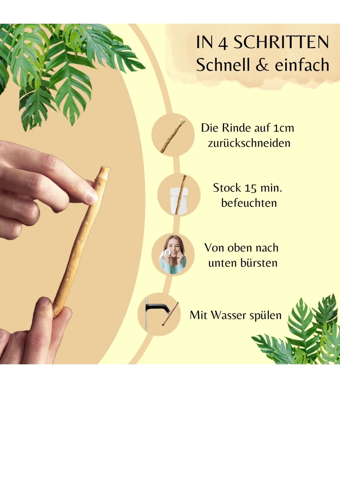 Miswak anwenden: Rinde kürzen, Stick befeuchten, Zähne bürsten und mit Wasser abspülen